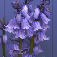 Buy canvas prints of Bluebell Days by David Birchall