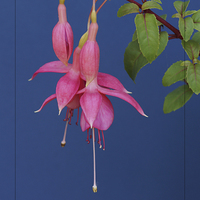 Buy canvas prints of Pink Fuschia with blue background. by David Birchall