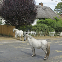 Buy canvas prints of  New Forest Ponies. by David Birchall