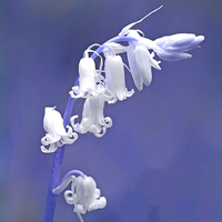Buy canvas prints of  White Bluebell by David Birchall