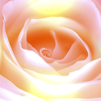 Buy canvas prints of  Pastel Rose by David Birchall