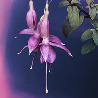 Buy canvas prints of  Fuchsia Swirl by David Birchall