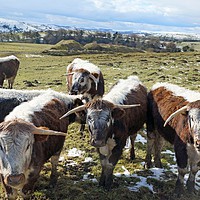 Buy canvas prints of English Longhorn Cattle by David Birchall