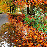 Buy canvas prints of Derbyshire Leafy Lane in Autumn by David Birchall