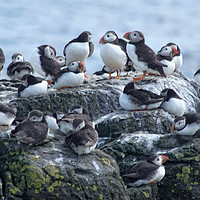 Buy canvas prints of Puffin Colony by David Birchall