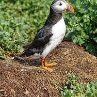 Buy canvas prints of Puffin profile by David Birchall
