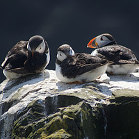 Buy canvas prints of Baby puffins on cliff top. by David Birchall