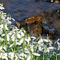 Buy canvas prints of Snowdrops and Stream. by David Birchall