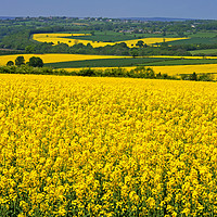 Buy canvas prints of Yellow Rapeseed Fields in Summer by David Birchall