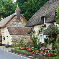 Buy canvas prints of Dorset Thatched Cottages by David Birchall