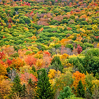 Buy canvas prints of Autumn Colour in Vermont, America. by David Birchall