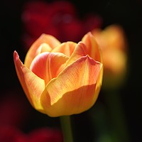Buy canvas prints of Peach and rose coloured tulip flower. by David Birchall