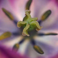 Buy canvas prints of Purple tulip stamen by David Birchall