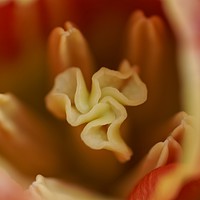 Buy canvas prints of Peach and red tulip stamen. by David Birchall