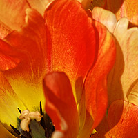 Buy canvas prints of Red and peach tulip flower close-up detail. by David Birchall