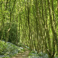 Buy canvas prints of Bluebell wood pathway in Derbyshire. by David Birchall