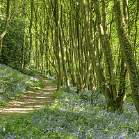 Buy canvas prints of The path through bluebell woods. by David Birchall