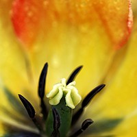 Buy canvas prints of Close-up of a red and yellow tulip flower. by David Birchall