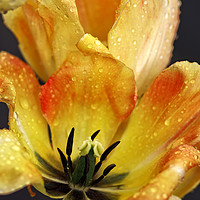 Buy canvas prints of Yellow and red tulip close-up. by David Birchall
