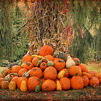 Buy canvas prints of New England pumpkin display. by David Birchall