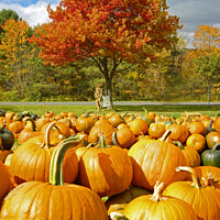 Buy canvas prints of Pumpkin Season in America. by David Birchall