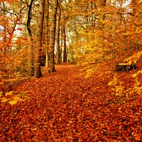 Buy canvas prints of Autumn colour in forest. by David Birchall