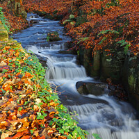 Buy canvas prints of Woodland stream in autumn. by David Birchall