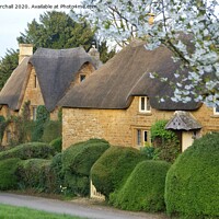 Buy canvas prints of Thatch and blossom at Great Tew, Oxfordshire. by David Birchall