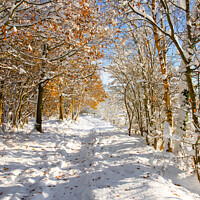 Buy canvas prints of Derbyshire woodland pathway in snow. by David Birchall