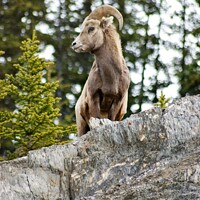 Buy canvas prints of Canadian bighorn sheep in natural environment. by David Birchall
