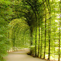Buy canvas prints of Alnwick Gardens Tunnel, Secluded Walkway by Helen Holmes