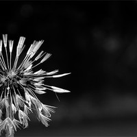 Buy canvas prints of Dandelion after the Rain, Black and White by Helen Holmes