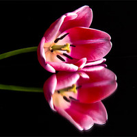 Buy canvas prints of Reflections of a Tulip by Helen Holmes