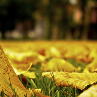 Buy canvas prints of Autumn Fallen Leaves by Helen Holmes