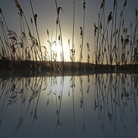 Buy canvas prints of Reeds in the Sunrise by Helen Holmes