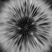 Buy canvas prints of Black and White Dandelion by Helen Holmes