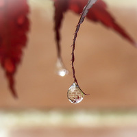 Buy canvas prints of Reflections in a Raindrop by Helen Holmes