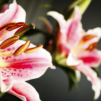 Buy canvas prints of  Reflections of a Pink Lily by Helen Holmes