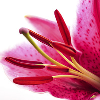 Buy canvas prints of  Pollen in a Pink Lily Macro by Helen Holmes