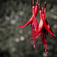 Buy canvas prints of  Vibrant Pink Fuchsia by Helen Holmes