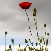 Buy canvas prints of Stand Alone Poppy by Helen Holmes