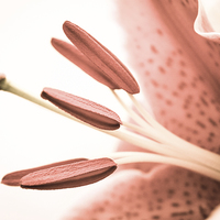 Buy canvas prints of  Detailed Pale Pink Lily by Helen Holmes