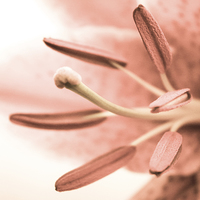 Buy canvas prints of Pale Pink Lily by Helen Holmes
