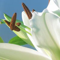 Buy canvas prints of Lily reaching for the Sky by Helen Holmes