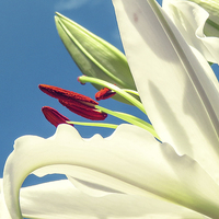 Buy canvas prints of  A Lily looking to the Sky by Helen Holmes
