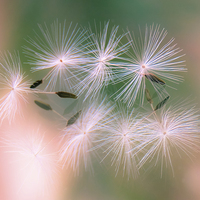 Buy canvas prints of  Dandelion Seeds by Helen Holmes