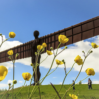 Buy canvas prints of  Angel of the North Buttercups by Helen Holmes