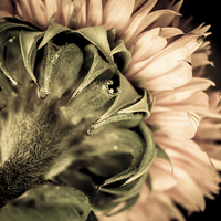 Buy canvas prints of  Behind a Sunflower by Helen Holmes