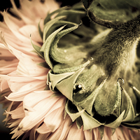 Buy canvas prints of  Behind a Sunflower II by Helen Holmes