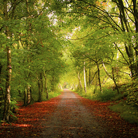 Buy canvas prints of  Autumn Walk by Helen Holmes